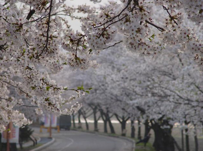 수안보 봄 풍경